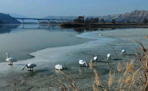 投資額2398.75萬元蘭州市西固區達川三河口天鵝灘文化旅游項目